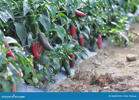 Hot Pepper Farm Royalty-Free Stock Photo | CartoonDealer.com #26621841