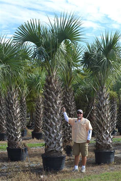 Sabal Palm Trees For Sale | Wholesale Palm Trees | Davenport Nursery