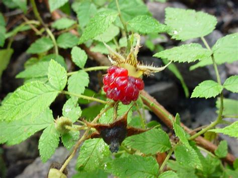 Vascular Plants of the Gila Wilderness-- Rubus idaeus vr. strigosus