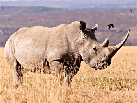 White Rhino | Species | WWF