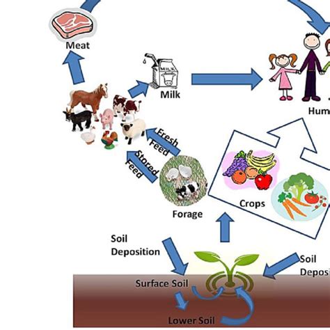 Terrestrial food chain pathways | Download Scientific Diagram