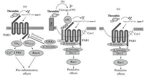 Various intracellular signal pathways of thrombin triggered by PAR1 ...