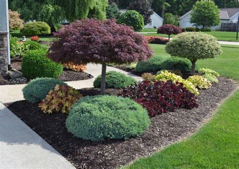 Playful Evergreen Shrubs For Simple Yard Landscaping Ideas - Best Front Yard Lands… | Front yard ...