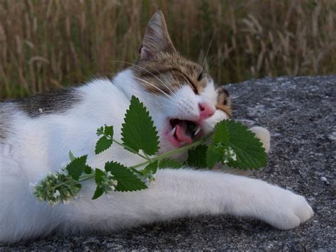 Catnip and Cats — In Defense of Plants