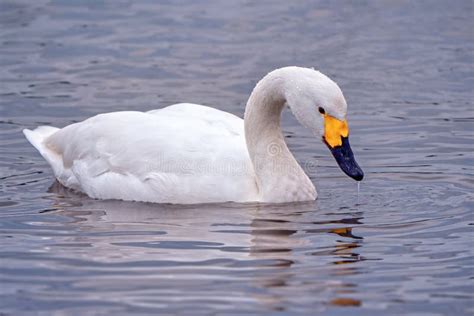 Bewicks Swan in flight. stock image. Image of arctic - 83390823