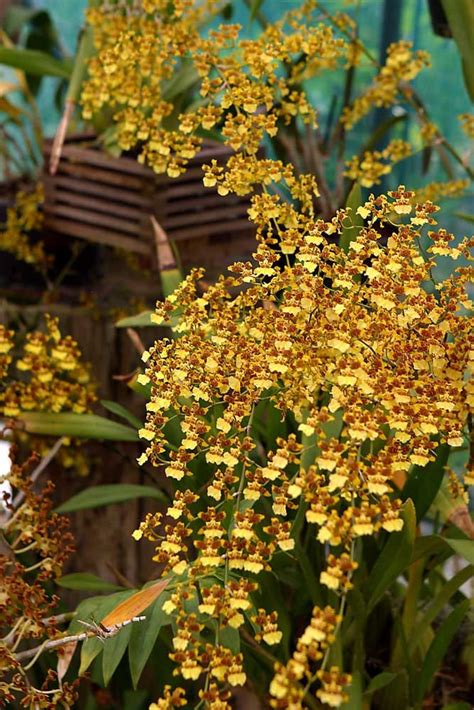 Oncidium sphacelatum | Oncidium orchids, Oncidium, Types of orchids