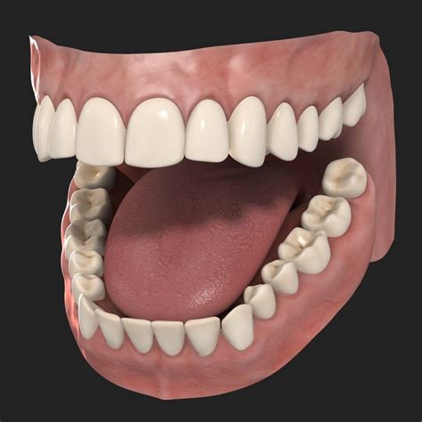 3d human teeth model