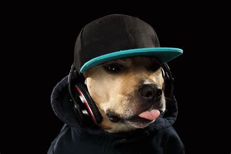 100+ Hip Hop and Rapper Dog Names: Ideas for Funky & Badass Dogs | Hepper