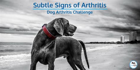 The 12 Subtle Signs of Arthritis in Dogs | TopDog Health