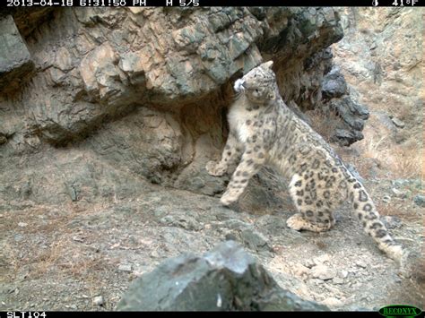 Conservation Program Raises $1 Million for Snow Leopards - Snow Leopard Trust