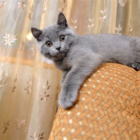 The Angel of Cuteness: Russian Blue Cat Personality - Cat Appy