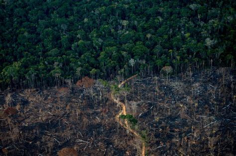 Amazon deforestation in Brazil hits its worst level in 15 years | 91.5 KIOS-FM Omaha Public Radio