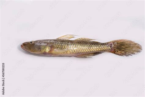 Tank goby Stock Photo | Adobe Stock