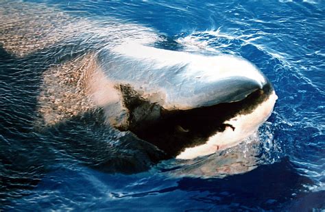 File:Great white shark close up.JPG - Wikimedia Commons