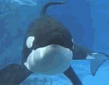 Orca GIF - Orca - Discover & Share GIFs