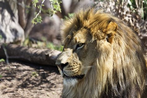 Visit the Phoenix Zoo in Phoenix AZ