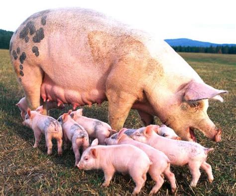 How To Start Pig Farming Business (Complete Guide) | Infoleading