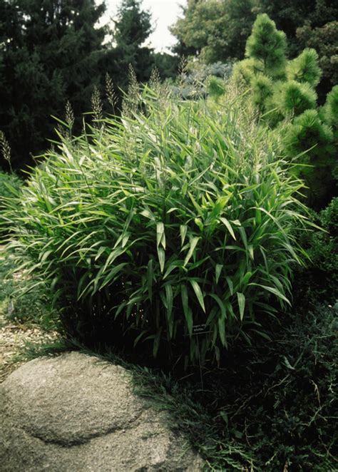 13 Terrific Tall Grasses | HGTV