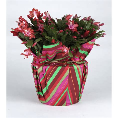 Zygo Cactus, 8 in Holiday Plants & Flowers | Meijer Grocery, Pharmacy, Home & More!