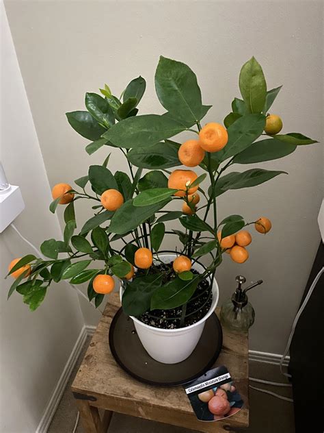 My little orange tree! : r/IndoorGarden