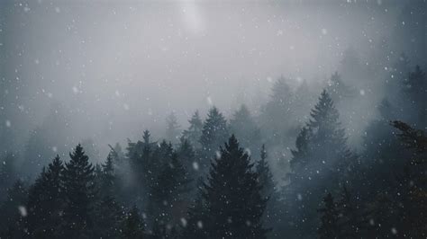 «pine trees» HD Wallpapers