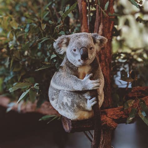 10 Cute Koala Names to Give Your Furry Friend