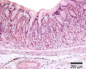 Stomach Histology Fundus