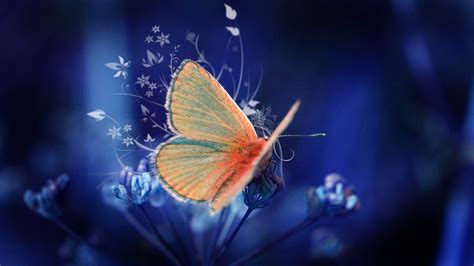 Cute Gray And Orange Butterfly With Blue Background 4K HD Butterfly Wallpapers | HD Wallpapers ...