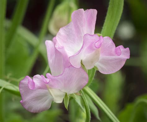 Pea Flower | Pea flower, Flowers, Plants