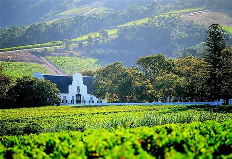 A traditional Cape Dutch style farmhouse sits behind a vineyard in the Western Cape wine region ...
