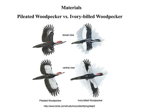 PPT - Ivory-billed Woodpecker ( Campephilus principalis ) Persists in Continental North America ...