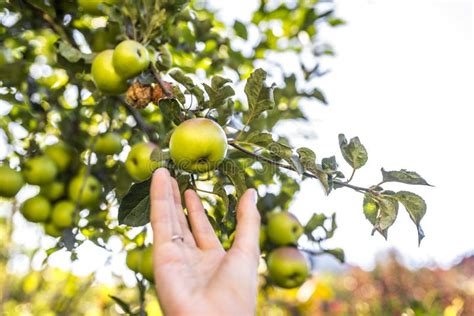 Harvesting apples stock photo. Image of hand, outdoors - 33375436