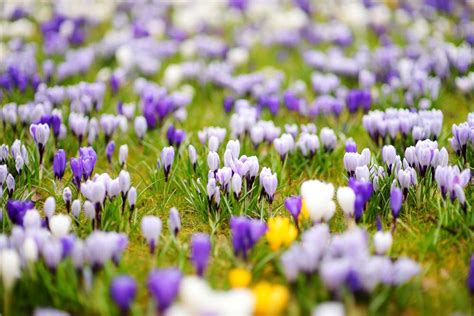 Crocus Flower Meaning & Symbolism: Important Points For 4 Color Variations - Petals And Hedges