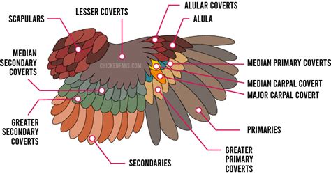 Chicken Feathers Guide | Chicken Fans | Molting chickens, Feather, Types of chickens