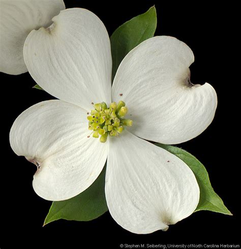 Plant Information Center - Cornus florida