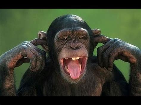 Aren't monkeys just the funniest? - Funny monkey compilation | Monkeys / Apes | Know Your Meme