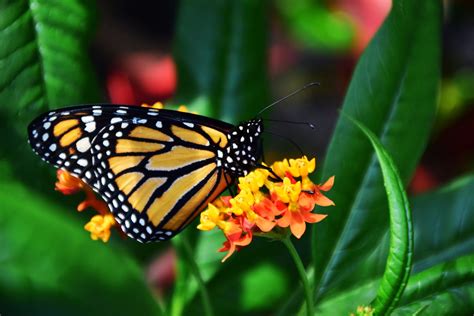 Monarch Butterfly Fact Sheet | Blog | Nature | PBS