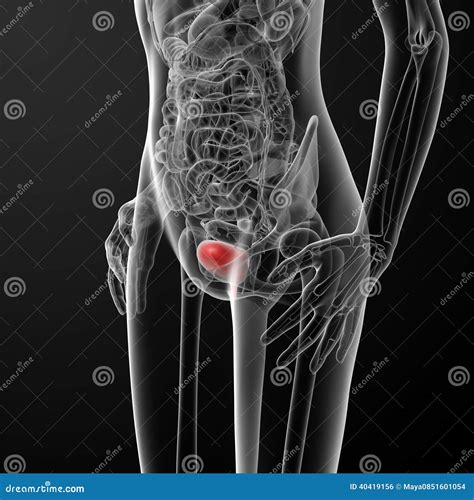 3d Render Female Bladder Anatomy X-ray Stock Illustration - Image: 40419156