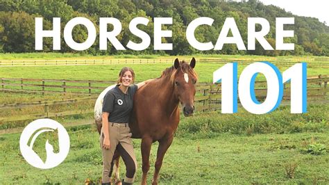 Essential Horse Care Tips | Complete Guide by Horse Care Advisor