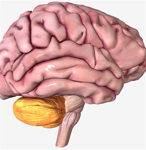 Cerebellum: Anatomy, function, and disorders