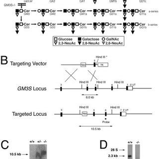 Genetic disruption of GM3 ganglioside synthesis. (A) Pathway of... | Download Scientific Diagram