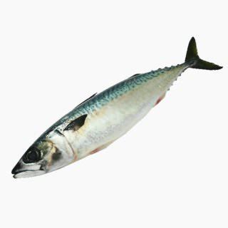 Mackerel (raw) | Whole Food Catalog