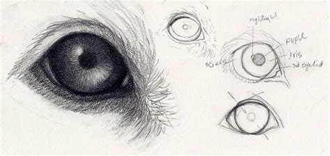 Craftsy.com | Express Your Creativity! | Eye drawing, Animal drawings ...