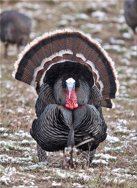 Wild Turkey | Audubon Field Guide