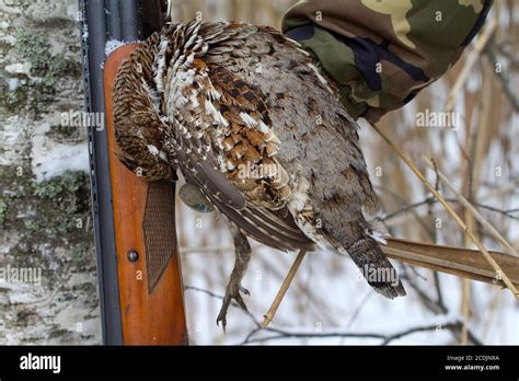 hunting for a hazel grouse Stock Photo - Alamy