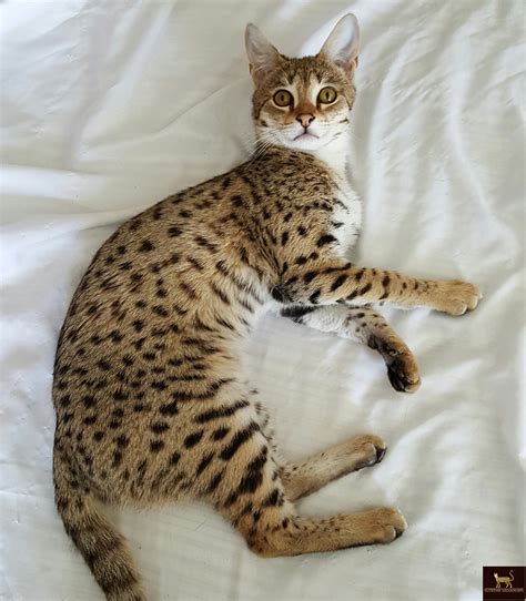 Supreme Savannahs - f1 f2 f3 f4 f5 savannah kittens ontario canada serval cat