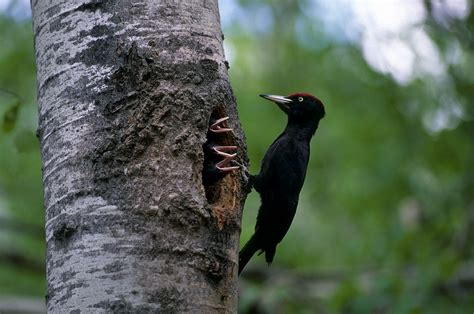 Pic noir - Dryocopus martius | Biodiv'Mercantour - Parc national du Mercantour