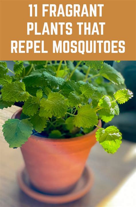 Insect repellent plants – Artofit