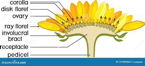 Structure Of Flower Of Sunflower In Cross Section. Diagram Of Flower Head Or Pseudanthium. Parts ...