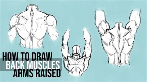 Back Muscles Drawing